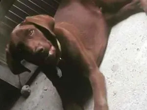 Cachorro raça Labrador misturado com viralat idade 1 ano nome Luby