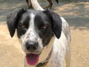 Cachorro raça SRD-ViraLata idade 1 ano nome Princesa
