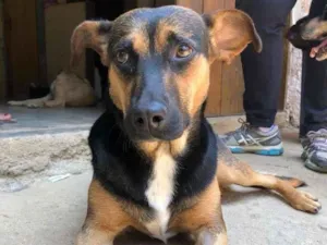 Cachorro raça SRD-ViraLata idade 7 a 11 meses nome Flor