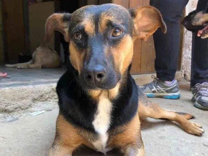Cachorro raça SRD-ViraLata idade 7 a 11 meses nome Flor
