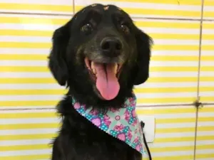 Cachorro raça SRD-ViraLata idade 1 ano nome Poly
