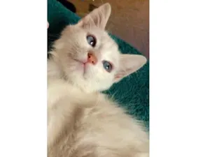 Gato raça SRD-ViraLata idade 2 a 6 meses nome Doce