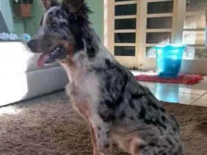 Cachorro raça Boder Collie c/ Burriler idade 7 a 11 meses nome Mel