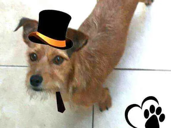 Cachorro raça  idade 2 anos nome Billy 