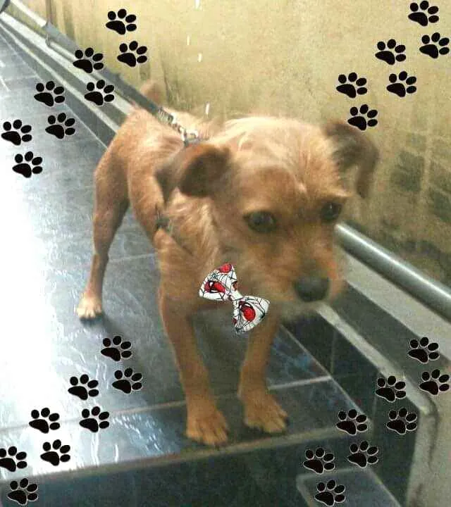 Cachorro raça  idade 2 anos nome Billy 