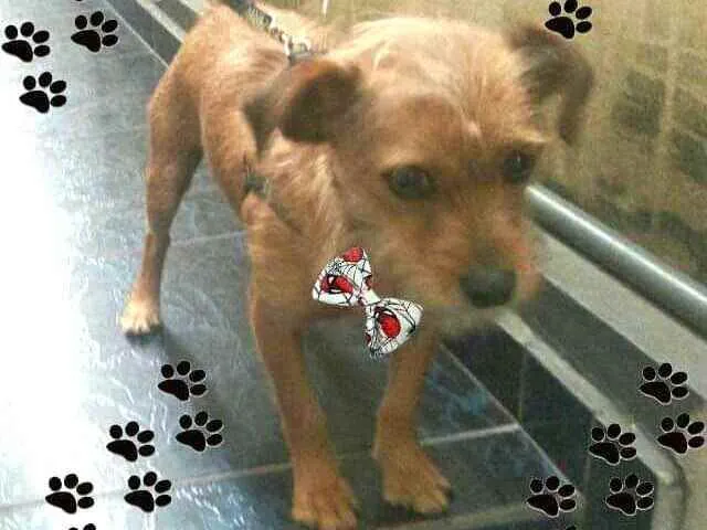 Cachorro raça  idade 2 anos nome Billy 