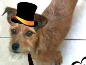 Cachorro raça  idade 2 anos nome Billy 