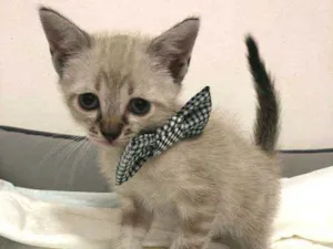 Gato raça  idade 2 a 6 meses nome Filhotes Cláudia 
