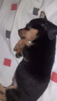 Tobby