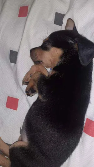 Cachorro raça definido  idade Abaixo de 2 meses nome Tobby