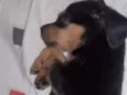 Tobby