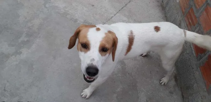 Cachorro ra a  idade 2 anos nome Pimba