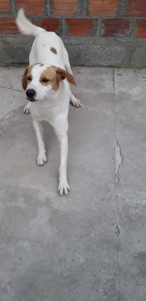 Cachorro ra a  idade 2 anos nome Pimba