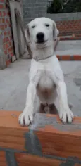 Nei