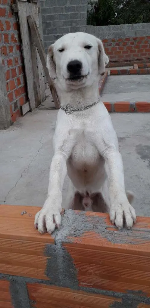 Cachorro ra a  idade 2 anos nome Nei
