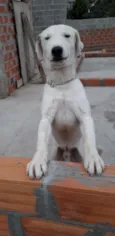 Nei