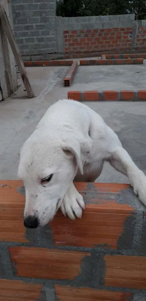 Cachorro ra a  idade 2 anos nome Nei