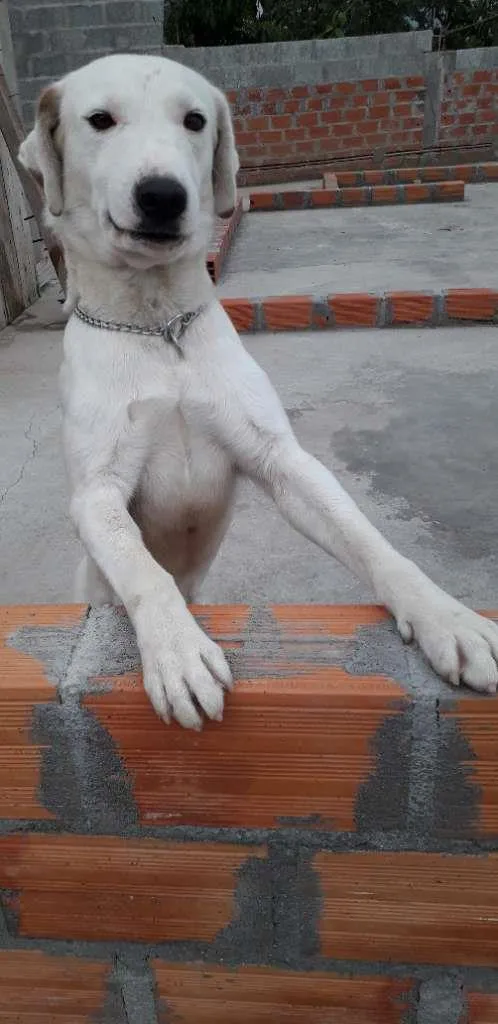 Cachorro ra a  idade 2 anos nome Nei