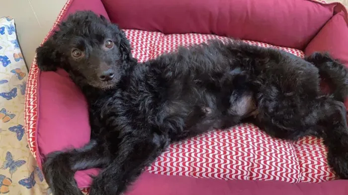 Cachorro raça Poodle idade 1 ano nome Fofinha Pequena