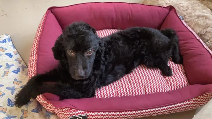 Cachorro raça Poodle idade 1 ano nome Fofinha Pequena