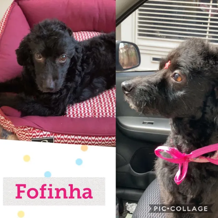 Cachorro raça Poodle idade 1 ano nome Fofinha Pequena