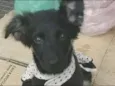 Cachorro raça  idade 2 a 6 meses nome Helena Bebezinha