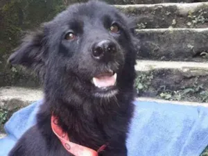 Cachorro raça Pastor Belga (mestiça) idade 1 ano nome Minerva