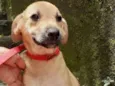 Cachorro raça  idade 2 a 6 meses nome FREDDY FILHOTINHO