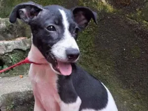 Cachorro raça  idade 2 a 6 meses nome Nicky Bebezinho
