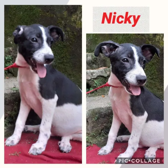 Cachorro raça  idade 2 a 6 meses nome Nicky Bebezinho