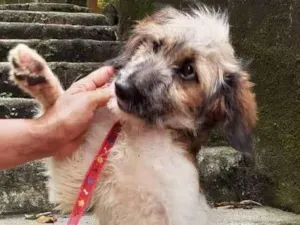 Cachorro raça  idade 2 a 6 meses nome DUDU FILHOTINHO