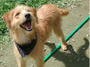 Cachorro raça  idade 7 a 11 meses nome BISTRÔ 