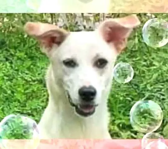 Cachorro raça  idade 7 a 11 meses nome Layca 