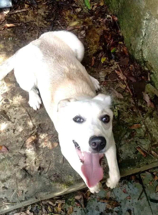 Cachorro raça  idade 7 a 11 meses nome Layca 