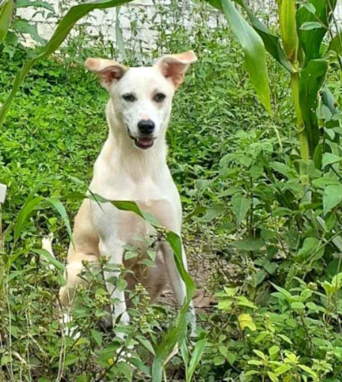 Cachorro raça  idade 7 a 11 meses nome Layca 