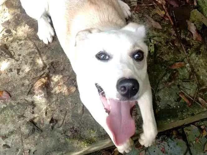 Cachorro raça  idade 7 a 11 meses nome Layca 