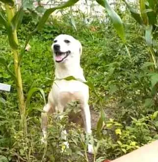 Cachorro raça  idade 7 a 11 meses nome Layca 