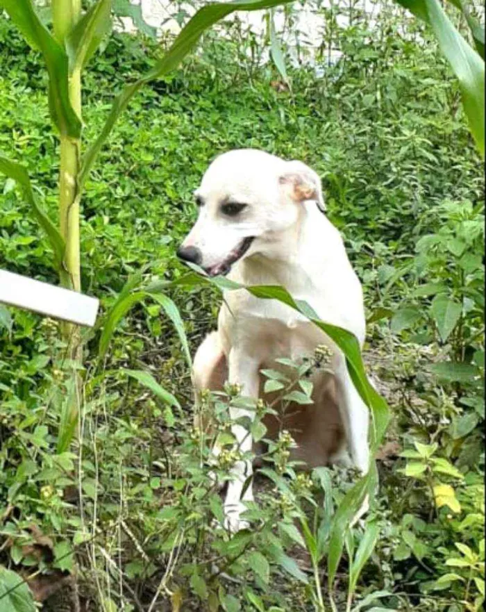 Cachorro raça  idade 7 a 11 meses nome Layca 