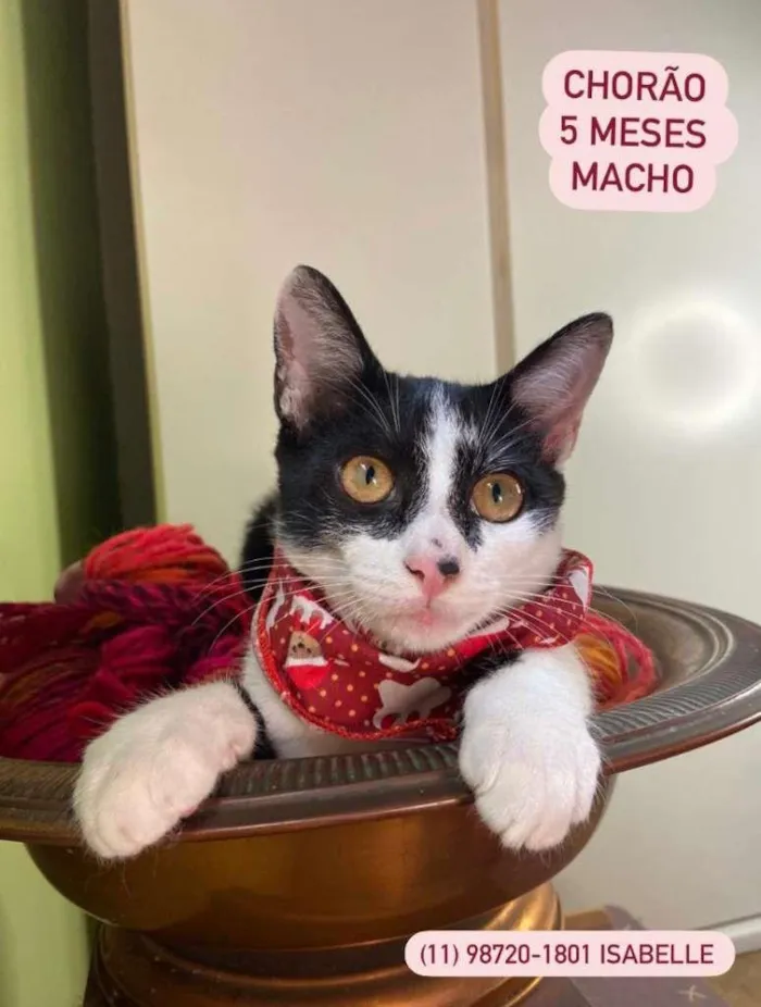 Gato raça  idade 2 a 6 meses nome Chorão