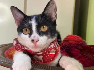 Gato raça  idade 2 a 6 meses nome Chorão
