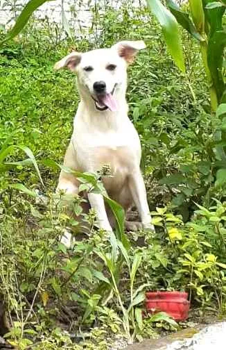 Cachorro raça  idade 7 a 11 meses nome Layca 