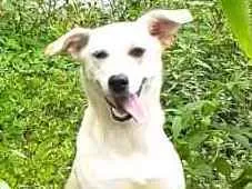 Cachorro raça  idade 7 a 11 meses nome Layca 