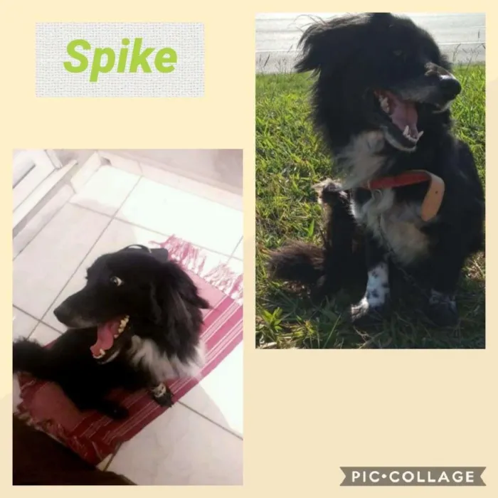 Cachorro ra a  idade 5 anos nome Spike Pequeno