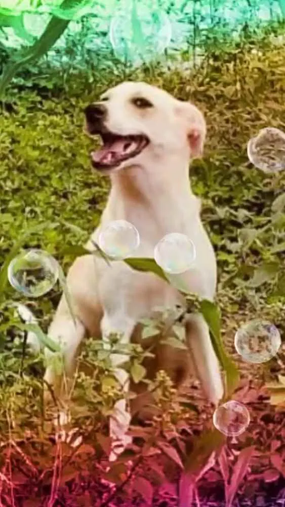 Cachorro raça  idade 7 a 11 meses nome Layca 