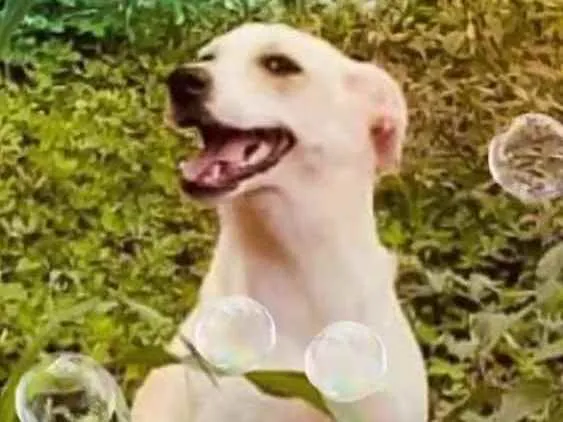 Cachorro raça  idade 7 a 11 meses nome Layca 