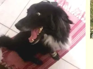 Cachorro raça  idade 5 anos nome Spike Pequeno
