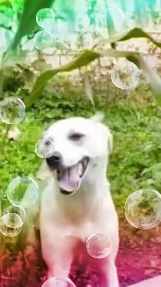 Cachorro raça  idade 7 a 11 meses nome Layca 