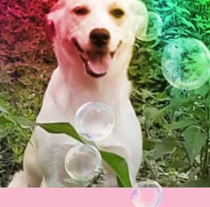 Cachorro raça  idade 7 a 11 meses nome Layca 