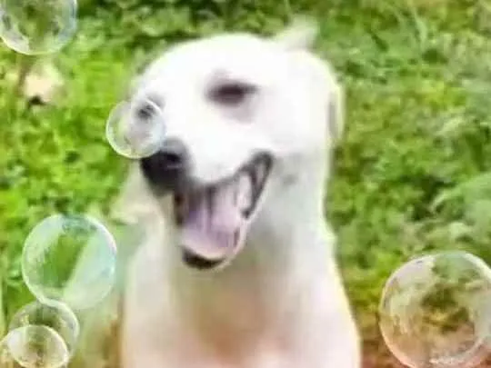 Cachorro raça  idade 7 a 11 meses nome Layca 