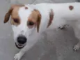 Pimba